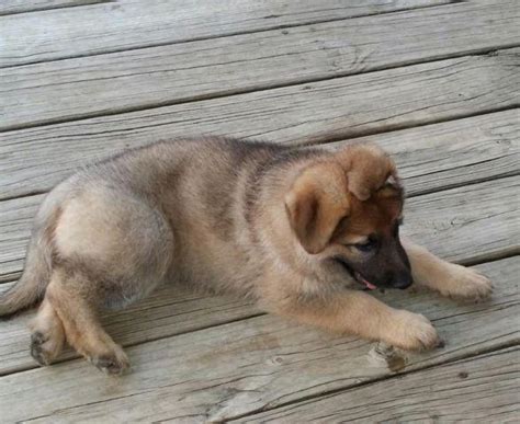 Kolenda kennels can import german shepherd puppies upon request. AKC German Shepherd Puppies for Sale in Dayton, Ohio ...