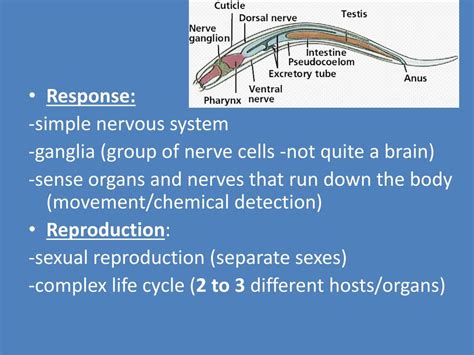 Nine hours use on a full charge; PPT - River Blindness PowerPoint Presentation, free ...