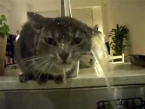 There are cat 'water foun. Kitteh dwinks fwom phauwset - pretteh epic acksualy....Cat ...