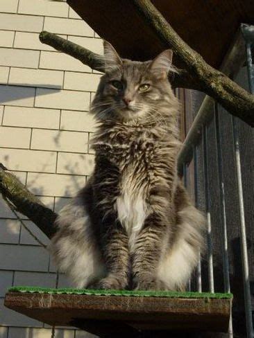 Folgende merkmale sollte jede maine coon katze besitzen Norwegische Waldkatze Mehr | Chat trop mignon, Animaux, Chat