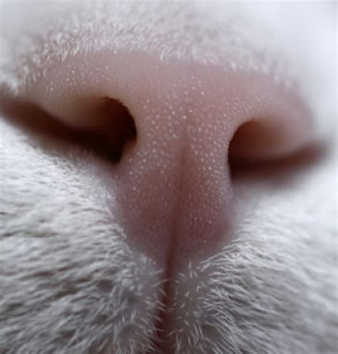 Now i have a lovely ginger cat whose genetics have provided him with much paler, more translucent nose skin. Why Is My Cat's Nose Dry? Ultimate Nose Health Guide - Cat ...