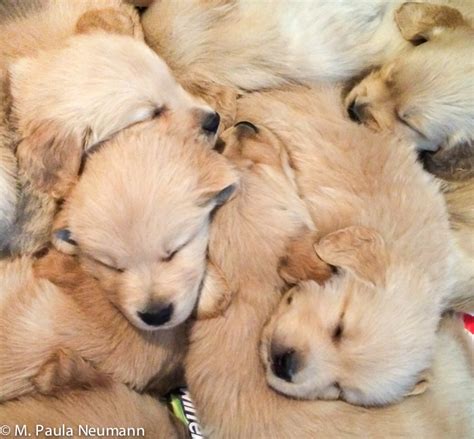 The best gifs are on giphy. a pile of puppies photo - M Paula Neumann photos at pbase.com