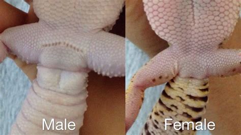 Need help in sexing my 2 leopard geckos our reptile forum. Gecok Genjer : Male Or Female Leopard Gecko How To Sex ...