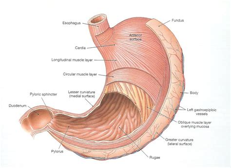 The stomach muscles contract periodically, churning food to enhance digestion. Stomach anatomy