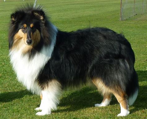 The characteristics and courage of the. Nikal Rough Collies