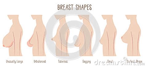 Not surprisingly, they look like bells! Breast Shape Chart Stock Illustration - Image: 60363990