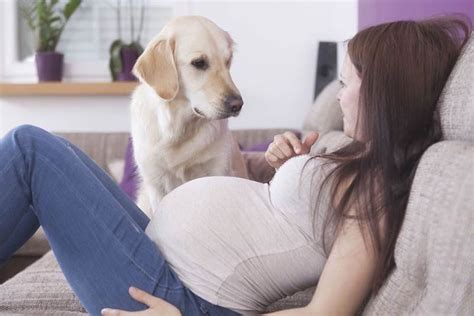 Understanding the dog heat cycle stages signs pregnant dog dog in heat dog heat cycle. Does Your Dog Know You're Pregnant? - American Kennel Club