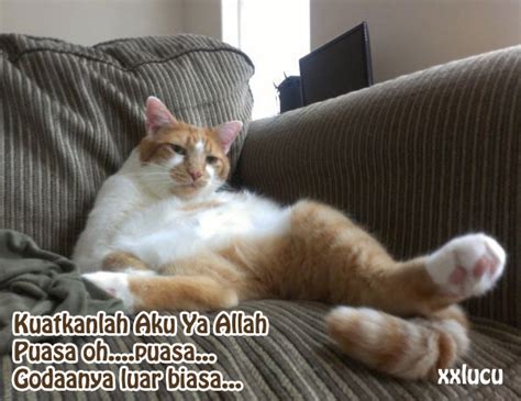 The best gifs for kucing kampung lucu. Gambar Meme Kucing Lucu Terbaru - Koleksi Gambar HD