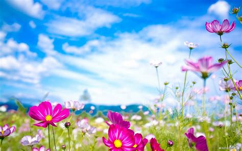Explore the latest collection of flower wallpapers, backgrounds for powerpoint, pictures and photos in high resolutions that come in different sizes to fit your desktop perfectly and presentation templates. Spring Backgrounds, Beautiful Hd Spring Image, #24000