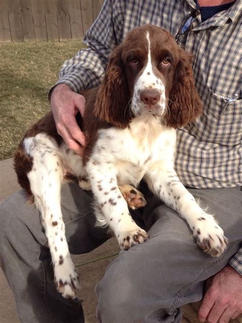 Cocker spaniel puppies like to exercise with their owners, making this a good breed for active adults. Cocker Spaniel Puppies Liver And White