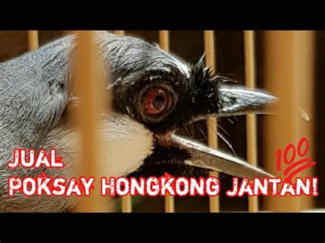 Mulai dari setingan kandangnya sampai pada kemampuannya. Gambar Burung Poksay Mandarin Jantan Dan Betina - Info ...