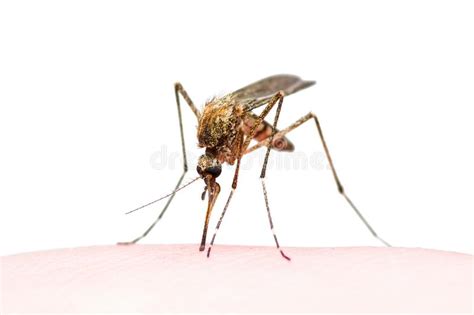 Gele koorts (febris flava) is een acute virale hemorragische koorts die wordt overgedragen door bepaalde geïnfecteerde muggensoorten. Gele Koorts, Malaria Of Besmet De Muginsect Van Zika Virus ...