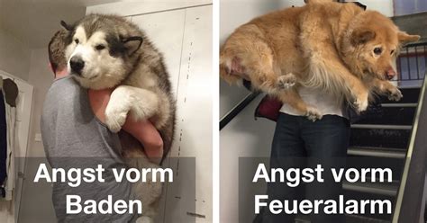 Die richtige ernährung ist ein wichtiger bestandteil der pflege von welpen und erwachsenen hunden. 20 Hunde, die innerlich Welpe geblieben sind.