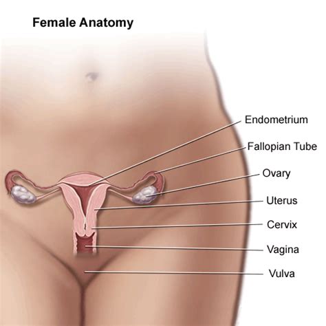 Your skin performs a range of different functions which include physically protecting your bones, muscles and internal organs, protecting your body from outside diseases, allowing you to feel and. Anatomy of the Female Pelvic Area