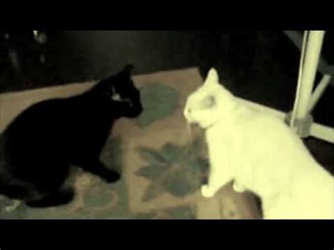 Ceiling cat and basement cat have an argument. lolcats - Basement Cat & Ceiling Cat movie trailer - YouTube