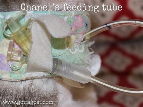 Check us out each morning. The Cat Has a Feeding Tube - Now What? | GottaGoat
