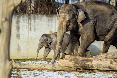 Vítejte na oficiálním profilu #zooostrava! První letošní fotky malé samičky - Sloní deník - Sloní ...