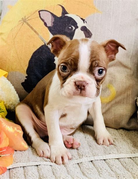 To learn more about each adoptable boston terrier, click on the i icon for fast facts, or their photo or name. Boston Terrier Puppies For Sale | Coulterville, IL #322874