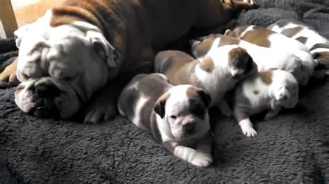 Home for the best english bulldog puppies get your pups at affordable prices including available puppies, shipment details, about and more. English Bulldog Puppies For Sale- Austin, MN - YouTube