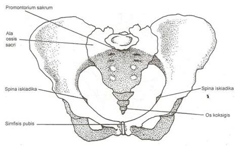 Pengertian, fungsi, bagian, penyakit & gejalanya lengkap. Tips untuk bidan profesional: Anatomi panggul dan macam ...