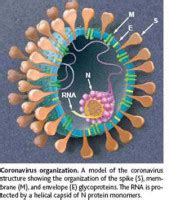 Inflammation et infection du péritoine, membrane qui continue qui tapisse la cavité abdominale et ses viscères, grave, qui non traitée, est mortelle. Coronavirus et Péritonite Infectieuse Féline (PIF)