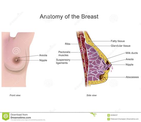 Guide to mastering the study of anatomy. Anatomy of the breast stock vector. Illustration of ...