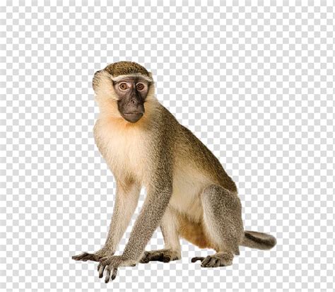 Download this free vector about a monkey face on white background, and discover more than 14 million professional graphic resources on freepik. Free download | Capuchin monkey White-headed capuchin ...