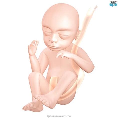Osteopatia e Gravidanza: Secondo trimestre | Dottor Marco ...