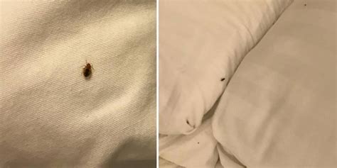 Alo hotel by ayres 3.5 stars. Alo Hotel By Ayres Orange Bed Bugs : Bedbug Infestation ...