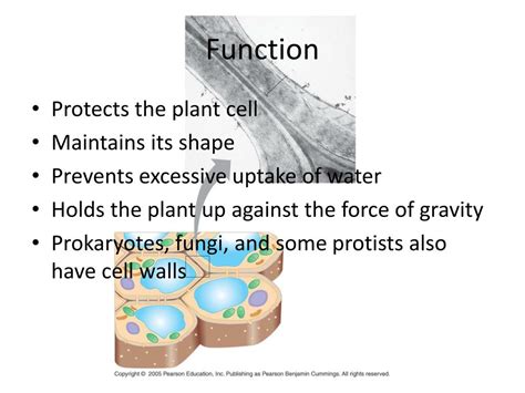 Cell walls are significantly thicker than plasma membranes and were visible even to early microscopists, including robert hooke, who originally identified the structures in a sample of cork, and then coined the term cells in the 1660s. PPT - The Cell Wall PowerPoint Presentation, free download ...