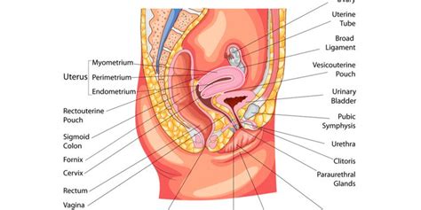 Ada berbagai kemungkinan penyebab sakit tulang belikat kanan, namun cedera pada otot atau tendon menjadi alasan umum untuk jenis rasa nyeri ini. Sakit Tulang Kemaluan Sebelah Kiri Saat Hamil - Bali