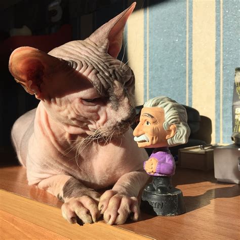 The sphynx cat is a breed of cat known for its lack of coat (fur). Schuldig oder unschuldig - Mann wegen Misshandlung einer ...