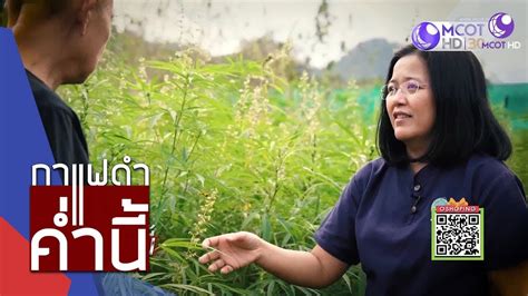 64 ทุกภาคส่วนทั้งเกษตรกร ภาครัฐ ภาคเอกชน และประชาชนทั่วไปสามารถขออนุญาตปลูกกัญชงได้ทุกวัตถุประสงค์ ตั้งแต่ การค้า. กัญชง กัญชา ตอน 2 (28 ธ.ค.61) กาแฟดำ ค่ำนี้ | 9 MCOT HD ...