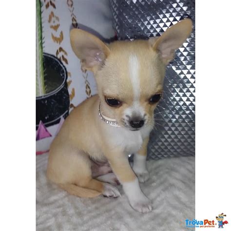 Disponibili cuccioli di chihuahua toy sia maschi che femmine con pelo raso e testa a mela. I miei Cuccioli di Chihuahua in vendita a Olbia (OT)