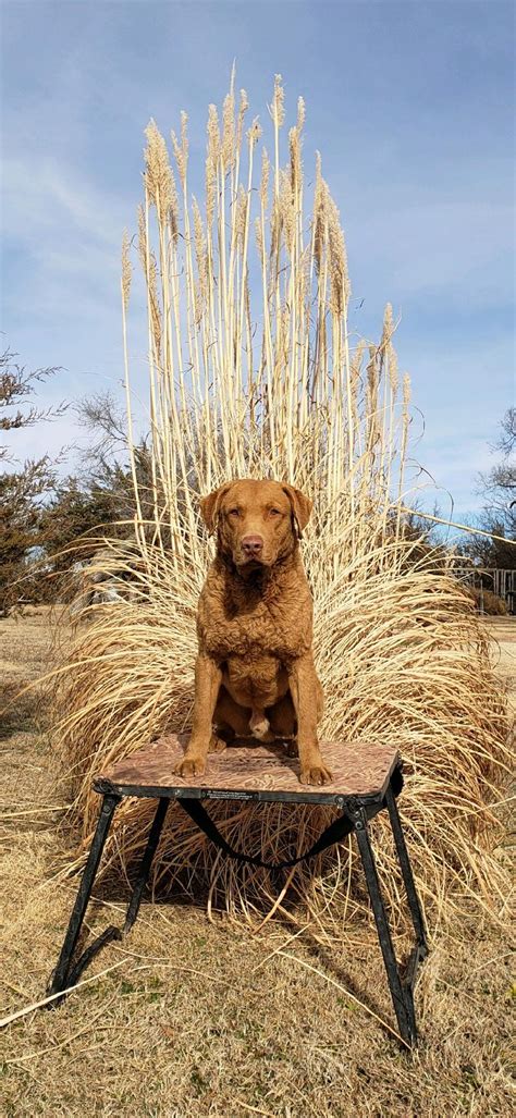 Both are sometimes mistaken as a sign of aggressiveness. CHESAPEAKE BAY RETRIEVER PUPPIES