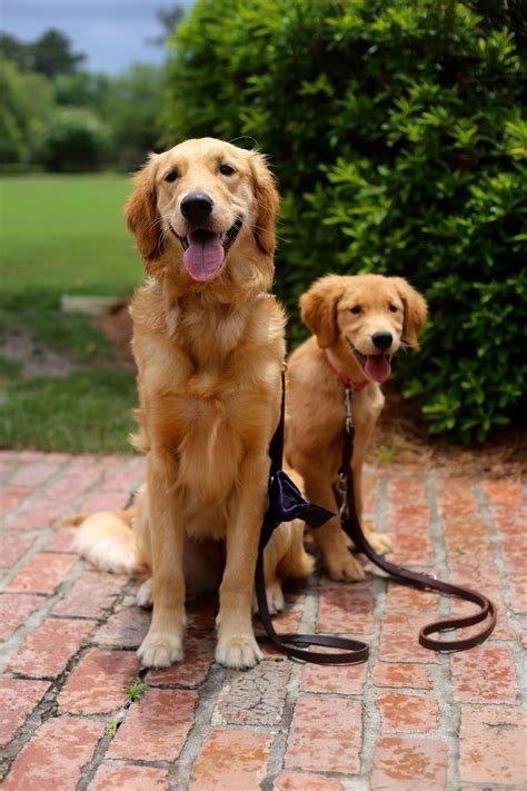 However, every accident inside takes your potty training a step back, and if you want to potty train your puppy quickly it's best to never let them have the opportunity. Cute Guide dogs in training
