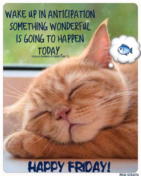 This funny friday meme word sounds magical to all us. Dream it | Wake up Happy | Good | Great day | Wonderful day | Live it | Accomplish it | Make it ...