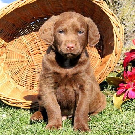 They begin retrieving live birds before they are 7 weeks old. Chesapeake Bay Retriever Puppies For Sale - Animal Friends