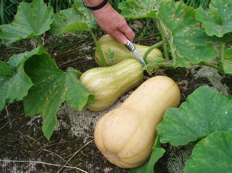 The skin should be a bright hue and have a healthy consistency. WHEN DO YOU HARVEST BUTTERNUT SQUASH |The Garden of Eaden