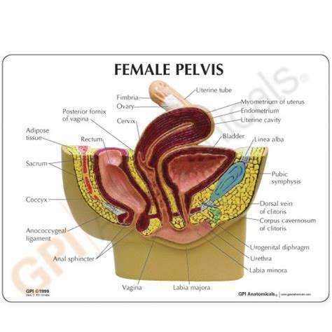 This medical exhibit diagram illustrates the anatomy of the female abdomen and pelvis from an. Female Pelvis Section Anatomy Model 3500 | Reproduction | GPI Anatomicals