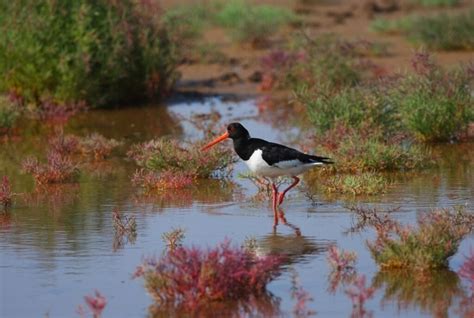 Which items are going to be sst exempted items, and which items will they now be expected to pay sst for. Red List reveals Europe's farmland wading birds in crisis ...