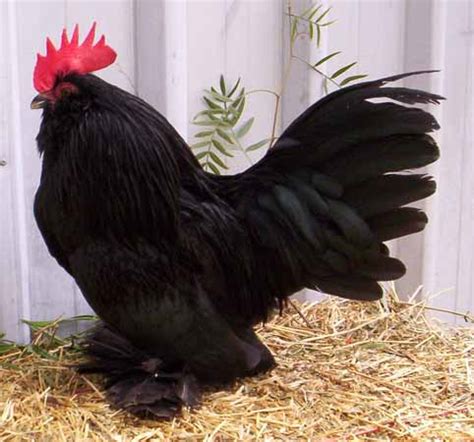 No wonder women love black cock. Backyard Poultry - Information Centre Australia
