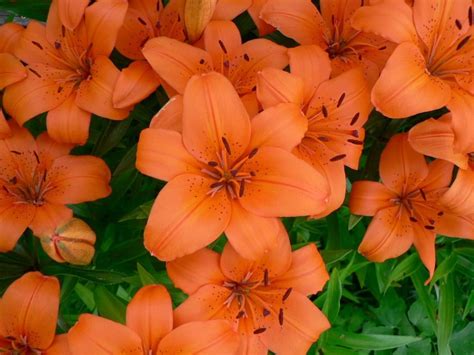 The incredibly beautiful flower head is made up of tiny petals that can have about 6 or 7 layers. Free picture: orange flowers, high, detail