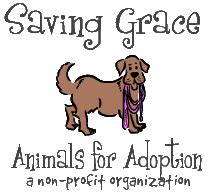 We assess every potential saving grace pet and carefully choose those we work with. Saving Grace | Animals for Adoption