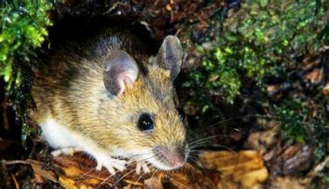 Bahaya kencing tikus dan gejala terkena penyakit kencing tikus saat banjir melanda, ada berbagai macam penyakit yang. HomeStay Main Place Residence USJ21: Bahaya Kencing Tikus ...