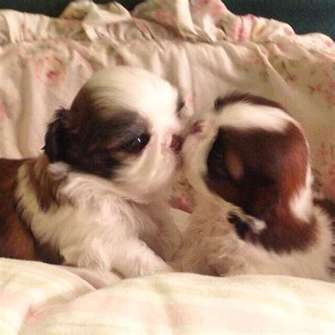 A shih tzu puppy has a slightly curled tail, but when it gets older the tail will eventually curl up on the back of the dog. 5 Tips On Taking Care Of Shih Tzu Puppies - Shih Tzu Daily