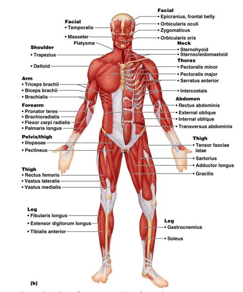 The muscles labelled in the anterior muscles diagram shown above are listed in bold in the following table Labeled Human Body . Labeled Human Body Detailed Diagram ...