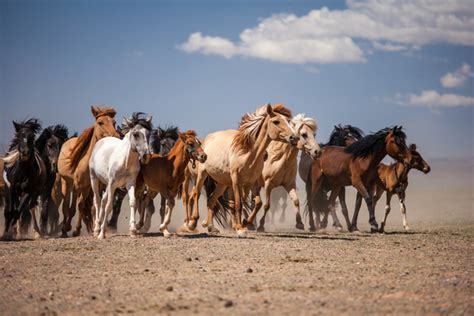 Camels have evolved over generations to cope with the desert conditions, with long eye lashes to provide protection from sand storms and. The Diaries of a Jetsetter, The Mongolian Gobi Desert ...