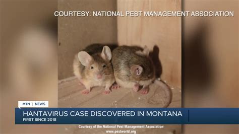 Jun 08, 2021 · submitted by paula on tue, 06/08/2021. DPHHS confirms first Hantavirus case of 2021 in Montana