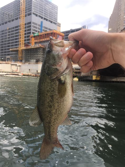 Often visitors' first stop in chicago, the loop is a good starting point to sample the city's energy and flavor. Fatty in Downtown Chicago : Fishing